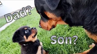 Rottweiler Puppy Meets His Dad For The First / Does He Recognize Him?