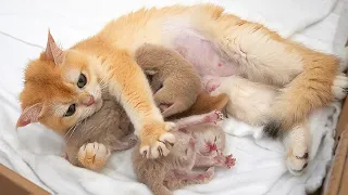 Mom cat tenderly comes and holds all her kittens in her lap