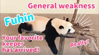 Fuhin🐼 Super slow motion‼️I've never seen anything like this before‼️Japanese safari park🐼