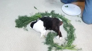 Waking A Sleeping Rabbit By Surrounding Him With Dill