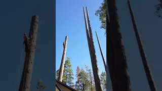 Rigging giant dead pines...