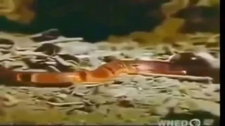Most Amazing Wild Animal Attacks Giant Anaconda Attacks, Snake Attacks Compilation – Shari