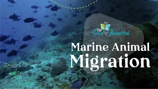 Marine Animal Migration | Marine Biology | The Good and the Beautiful