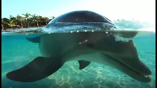 Dolphin Cay New Programs - Atlantis Bahamas