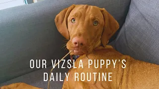 Our daily routine with our 8 month old Vizsla puppy