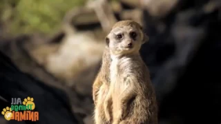 Drongo Bird Tricks Meerkats / Bird Mansion Construction - Meerkat Stream