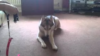 Nikita husky being noisy