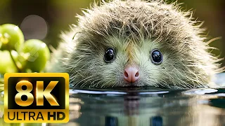 8K VIDEO ULTRA HD [60FPS] - ANIMAL ADVENTURES: The Amazing Animal Kingdom