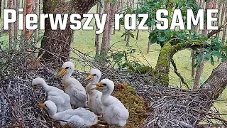 Bocian czarny Bolewice N2000 - Pierwszy raz same w gnieździe 23.05.2024