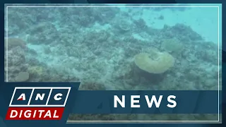 AFP suspects China harvested corals in Rozul Reef in West PH Sea | ANC