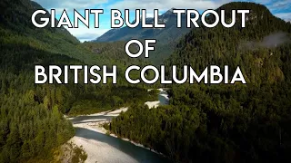 Giant Bull Trout of British Columbia