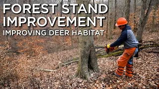 Forest Stand Improvement | Improving Habitat For Deer In Timber Stands