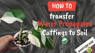 How to Transition Water Propagated Cuttings to Soil: 3 Steps to Success