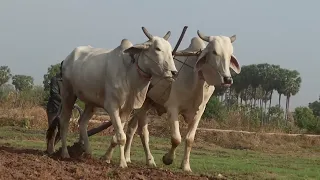 Discover the secrets of farmers plowing cow.