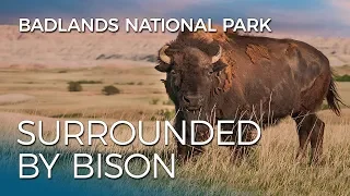 Surrounded by Bison in Badlands National Park | RVing South Dakota