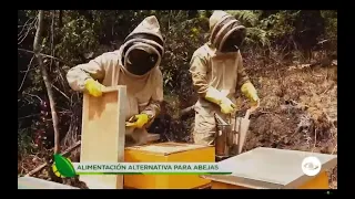 Alimentación alternativa para abejas: suplementos para su supervivencia - La Finca de Hoy