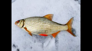 Оставил ВЕРТОЛЁТЫ без присмотра!!! Крупная плотва на мелководье  Зимняя рыбалка 2020-2021