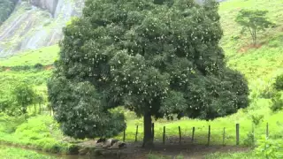 Meu Sítio, meu paraíso -  Zé do Rancho e Zé do Pinho