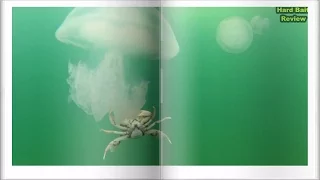 Медузы едят крабов или нет? | Crabs Eat Jellyfish