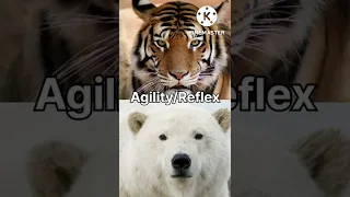 Polar bear vs Tiger || Bear vs tiger || 1K subscriber special