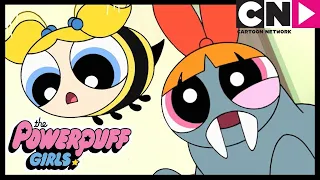 Powerpuff Girls Turn Into Animals! 🐝  | Powerpuff Girls | Cartoon Network