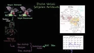 Ebola Salgınını Anlayalım (Sağlık ve Tıp)