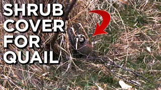 Habitat Bobwhite Quail NEED!! | Woody Cover