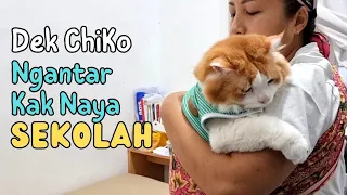 Dek Chiko Ngantar Kak Naya Sekolah. funny video, try not to laugh, funny, pets, animals, cat, cats,