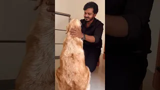 Subscribe for more video like this#goldenretriever #doglover #puppies