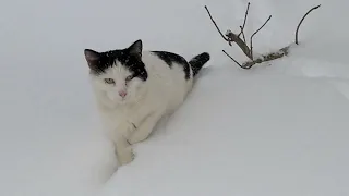 Кот в снегу.Cat in snow.