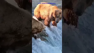 Brown bear catching salmon jumping up the falls in mid air in slow motion. Animal 1. #Short