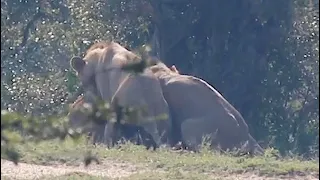 Male Lions Mating In Kruger National Park...With Each Other | Kruger Park Sightings