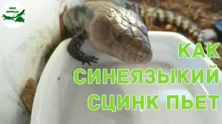 как синеязыкий сцинк пьёт