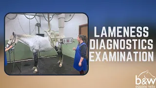 Lameness / Poor Performance Diagnostics - Equine Lameness - B&W Equine Hospital Hospital