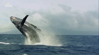 Чудеса океана Хищник или жертва  National Geographic 2020 Full HD 1080p