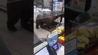 Bear steals candy from the gas station