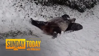 Giant Pandas Frolic In The Snow During Major Winter Storm | Sunday TODAY