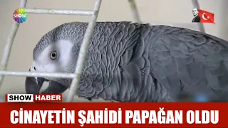 Cinayetin şahidi papağan oldu