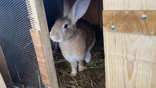 Случила ли я Симку?утренние кормление кроликов)🐇Симка начинает делать гнездо???😲