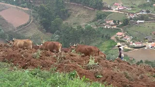 MUTIRÃO ARAÇÃO DE TERRA EM MARIA DA FÉ-MG