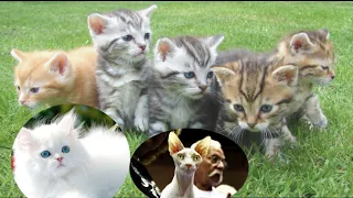 Omg So Cute Cats 🐈 Best Funny Cat Videos 2021#bestanimals