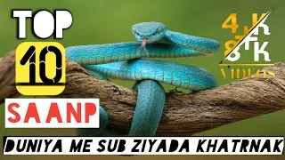 What are the top 10 deadliest snakes 4k+8k ultra hd