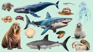 Learn Sea Animal Names for Everyone - Ocean Animal Names