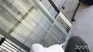 Romeo's live Aviary