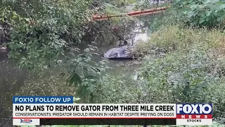 Three Mile Creek Alligator that has killed 2 dogs will not be removed