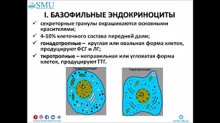 Лекция Гистология эндокринной системы 1