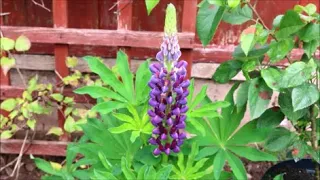 How to Grow Lupins from Seed