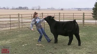 Beef Cattle Showmanship Tips from Nasco & CD Show Cattle