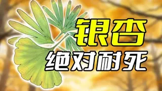 【银杏 Ginkgo】我活着，直到被死神遗忘！