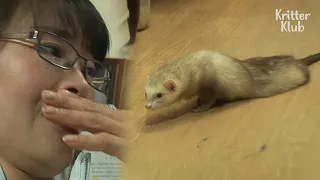 Ferret’s Bullied For Being Paralyzed And Unable To Walk | Kritter Klub